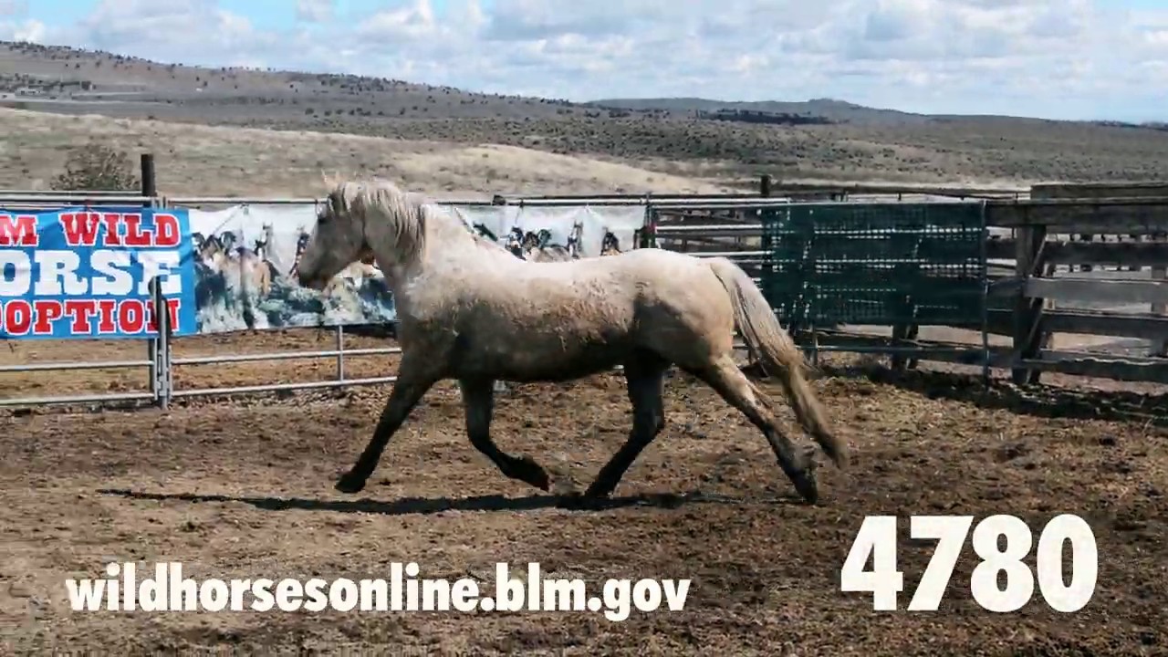 Wild horse adoption: April 2020