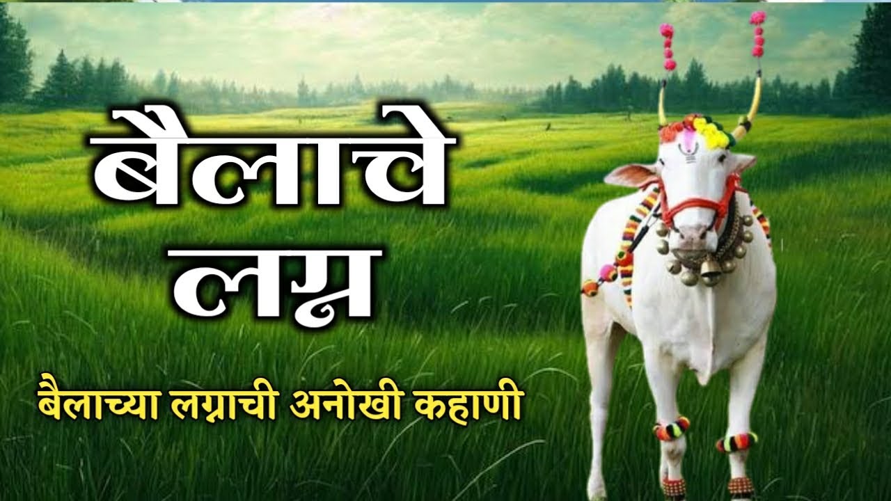 बैलाचे लग्न | बैलाच्या लग्नाची अनोखी गोष्ट #marriage #khilari #bailgadi