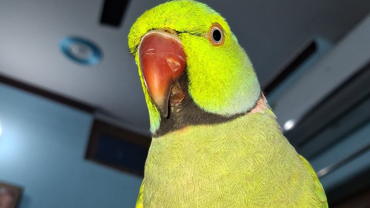 Spending a Beautiful Day with Mitthu 🌿🦜Watch Till End ✨#fun_world h19 
