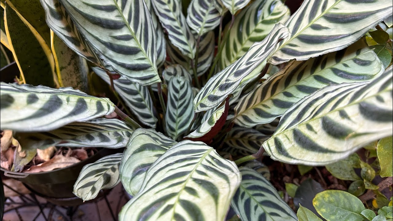 Why I Am Giving Prayer Plant As A Gift This Christmas 
