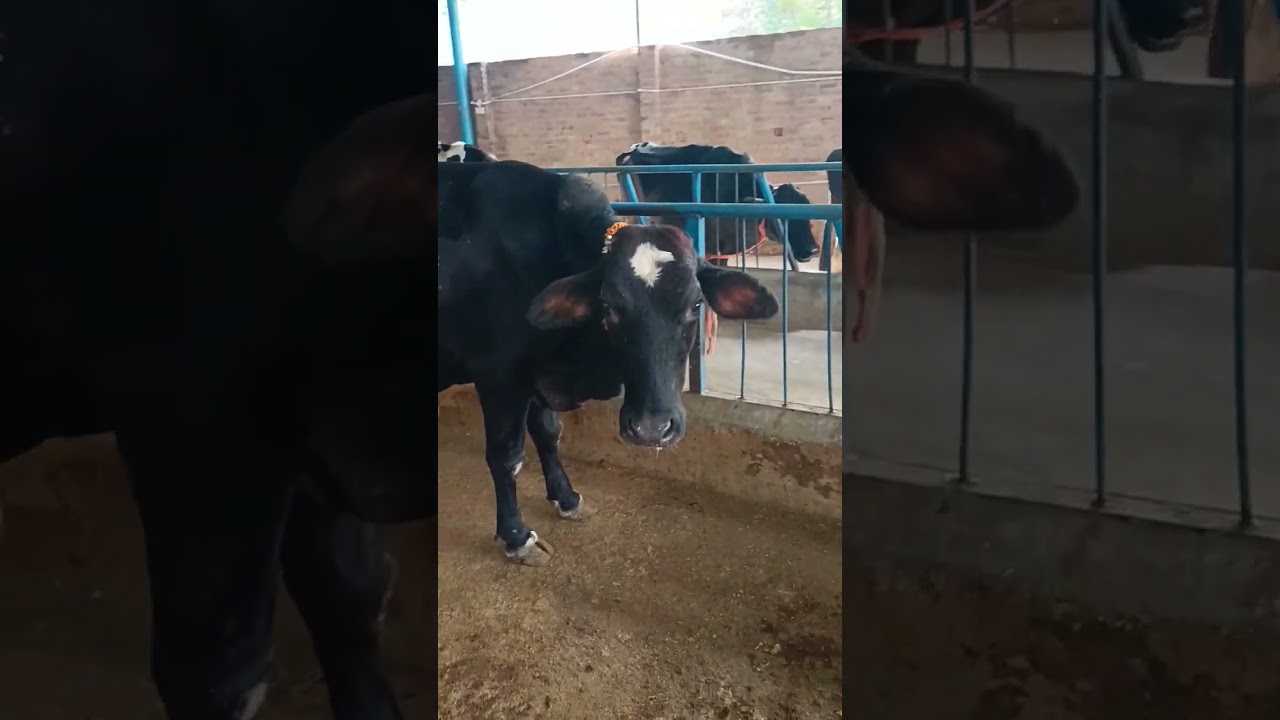 Frieswal cow. hf sahiwal cross cow #viral #dairyfarming