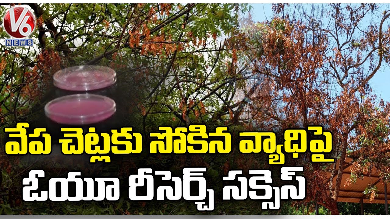 OU Scientist Sasikala F2F Over Dieback Disease Destroys Neem Trees | V6 News