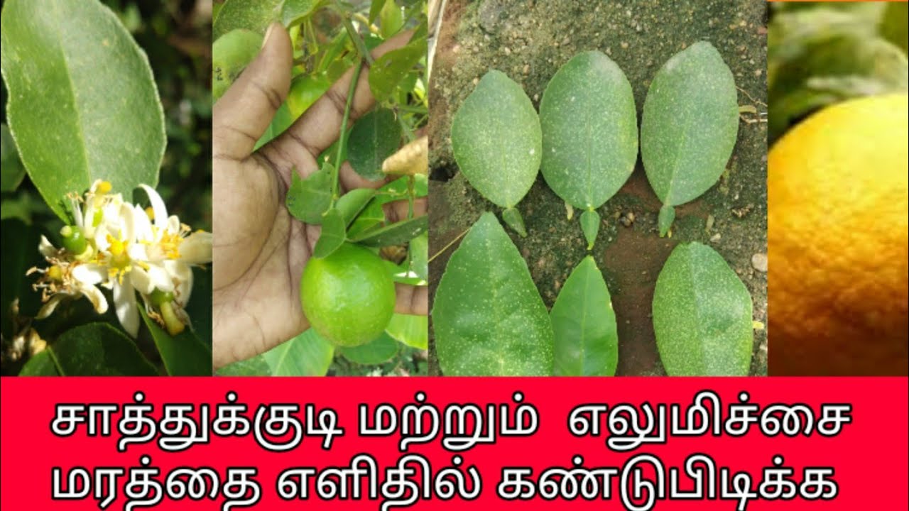 சாத்துக்குடி & எலுமிச்சை மரத்தை எளிதில் கண்டுபிடிக்க / how to identify orange tree and lemon tree