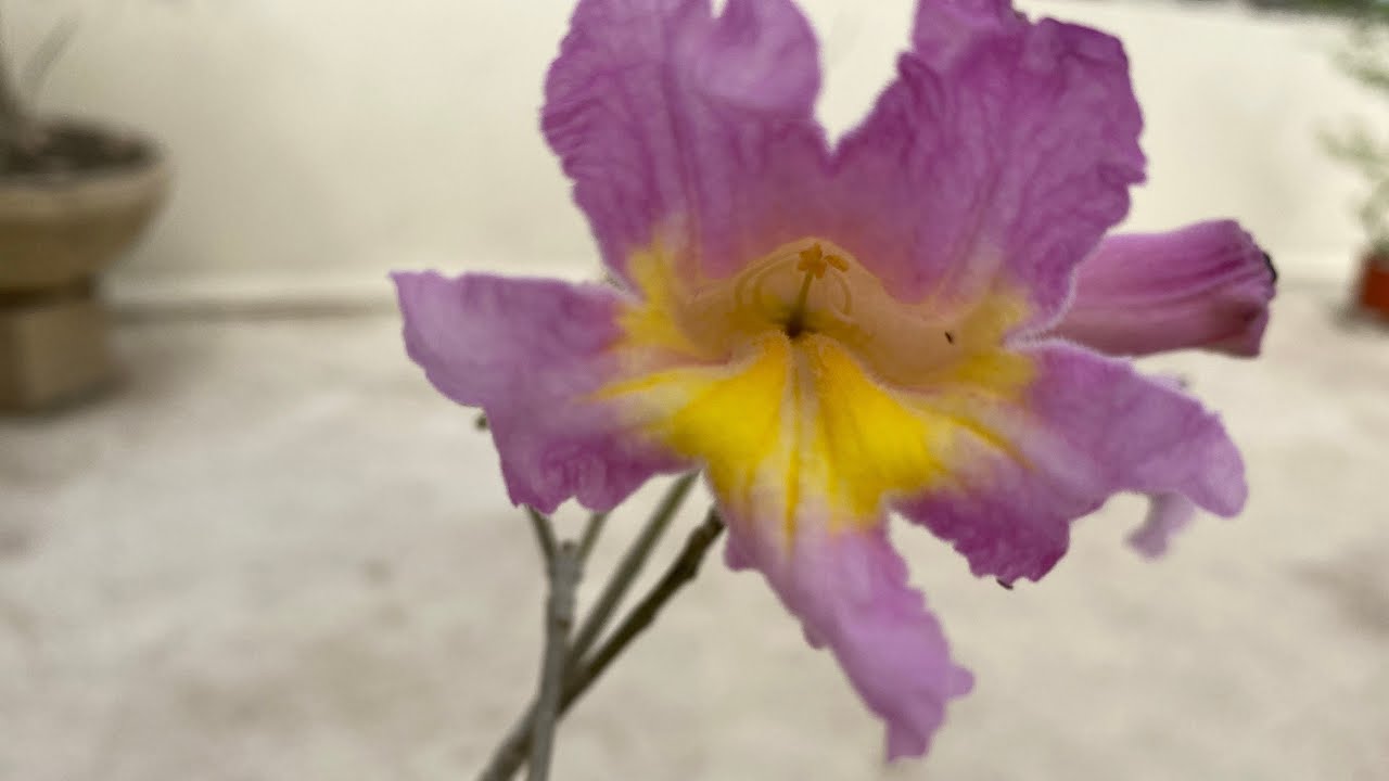 #Argentina Bonsai de Lapacho Rosado en Flor