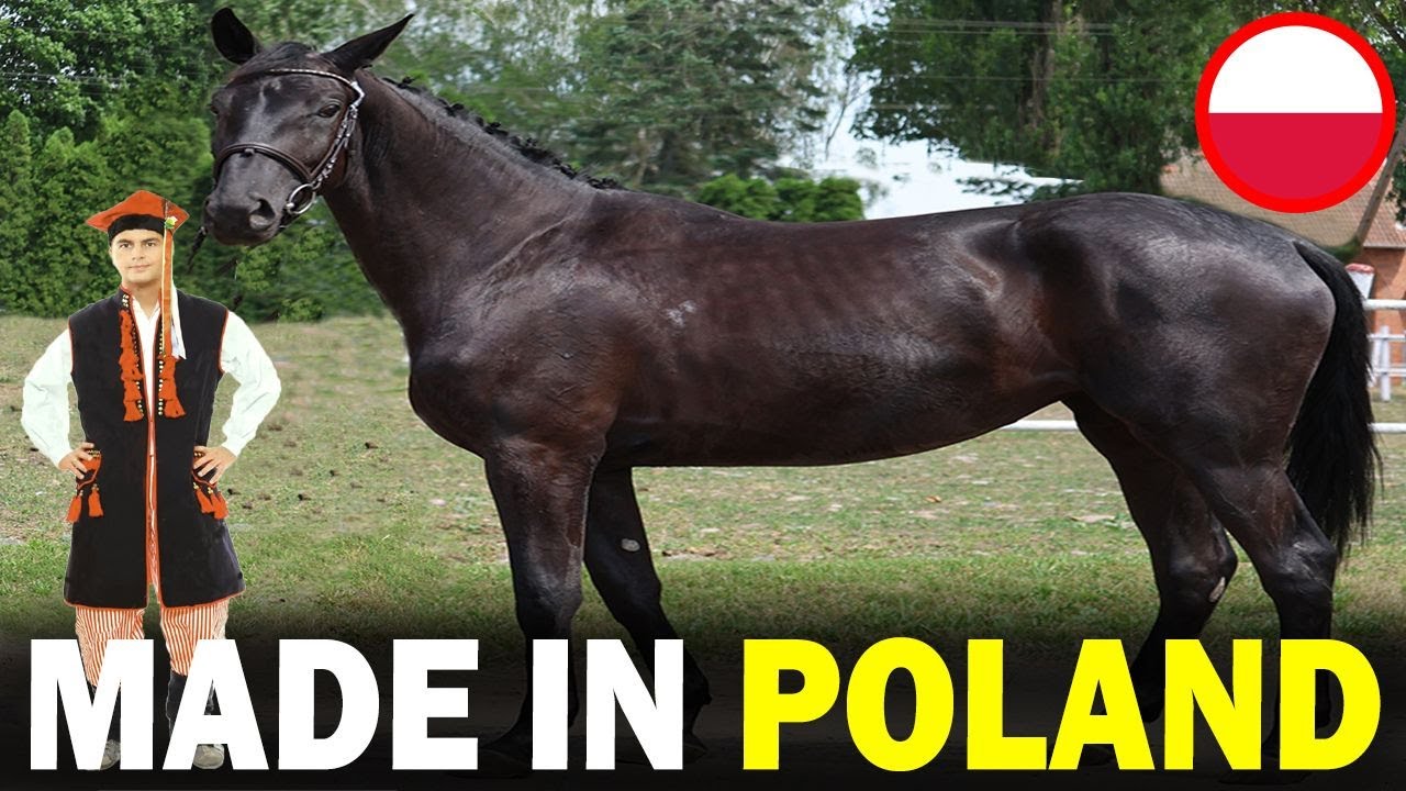 6 RARE Polish Origin Horse Breeds You Don’t Know About!!