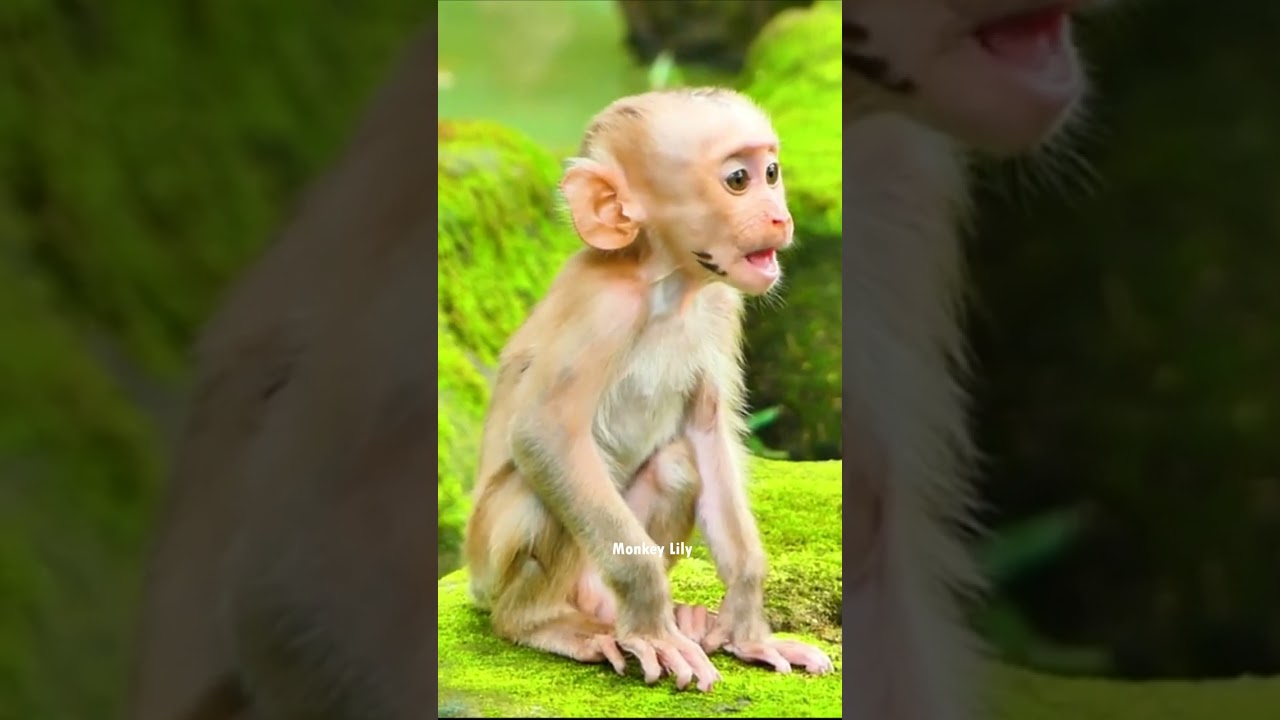 Mom weaning baby and big female monkey kidnap baby so long