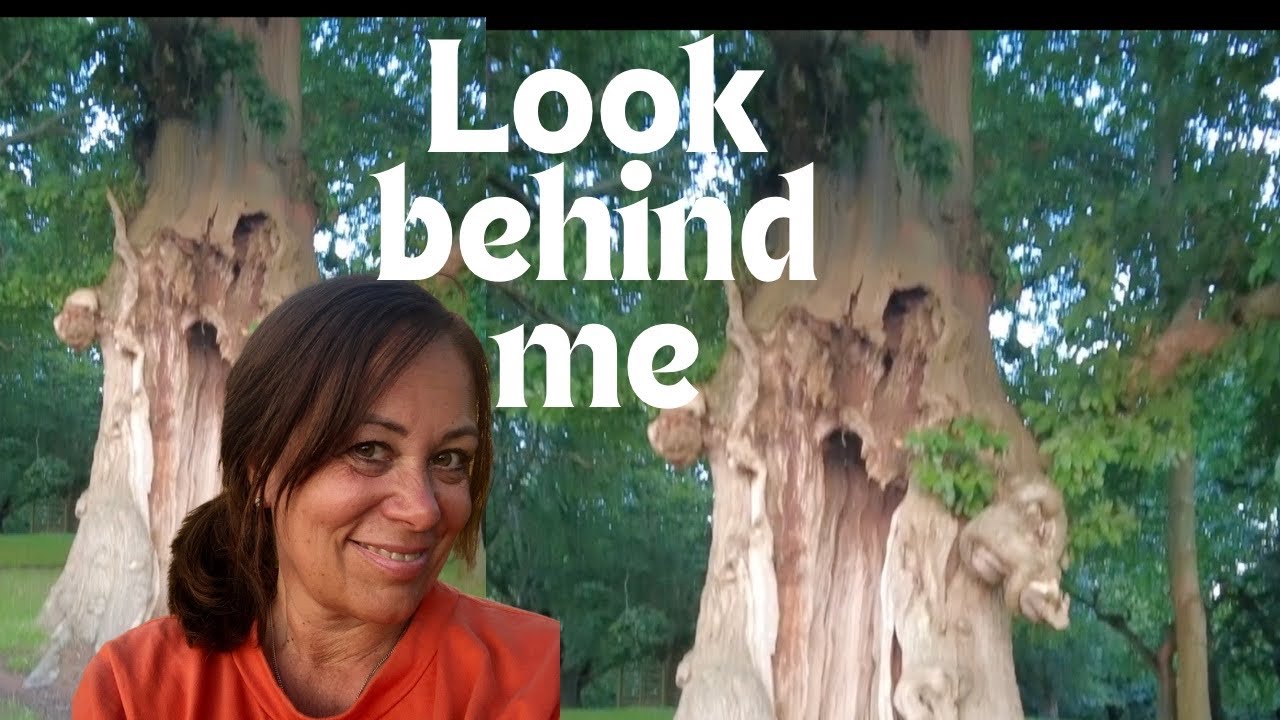 Mazda Bongo Roadtrip Part 4: Sussex to Wiltshire- Magical Trees.