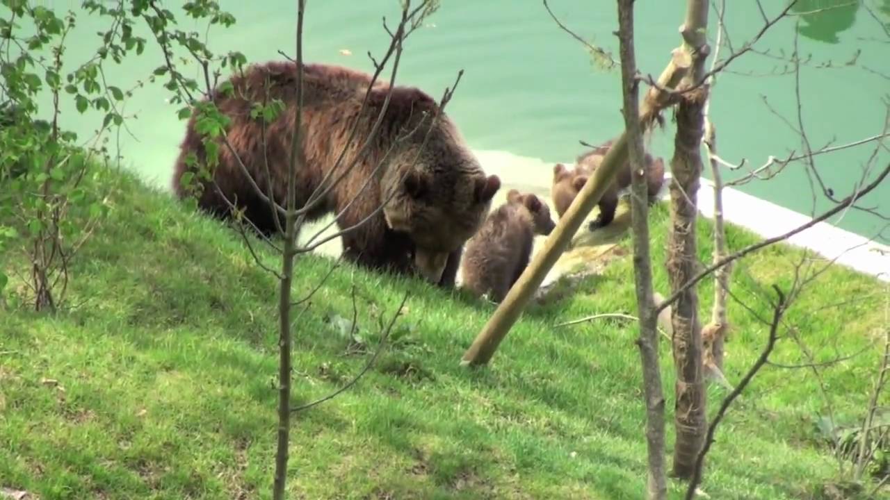 Bärenpark BERN