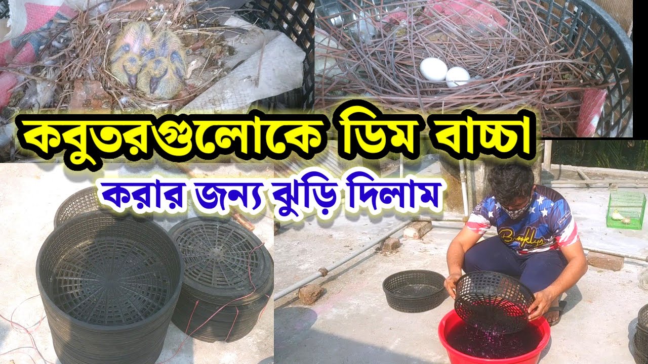 কবুতর গুলোকে ডিম বাচ্চা করার জন্য ঝুড়ি দিলাম || দেশি কবুতর পালন পদ্ধতি || Birds of village