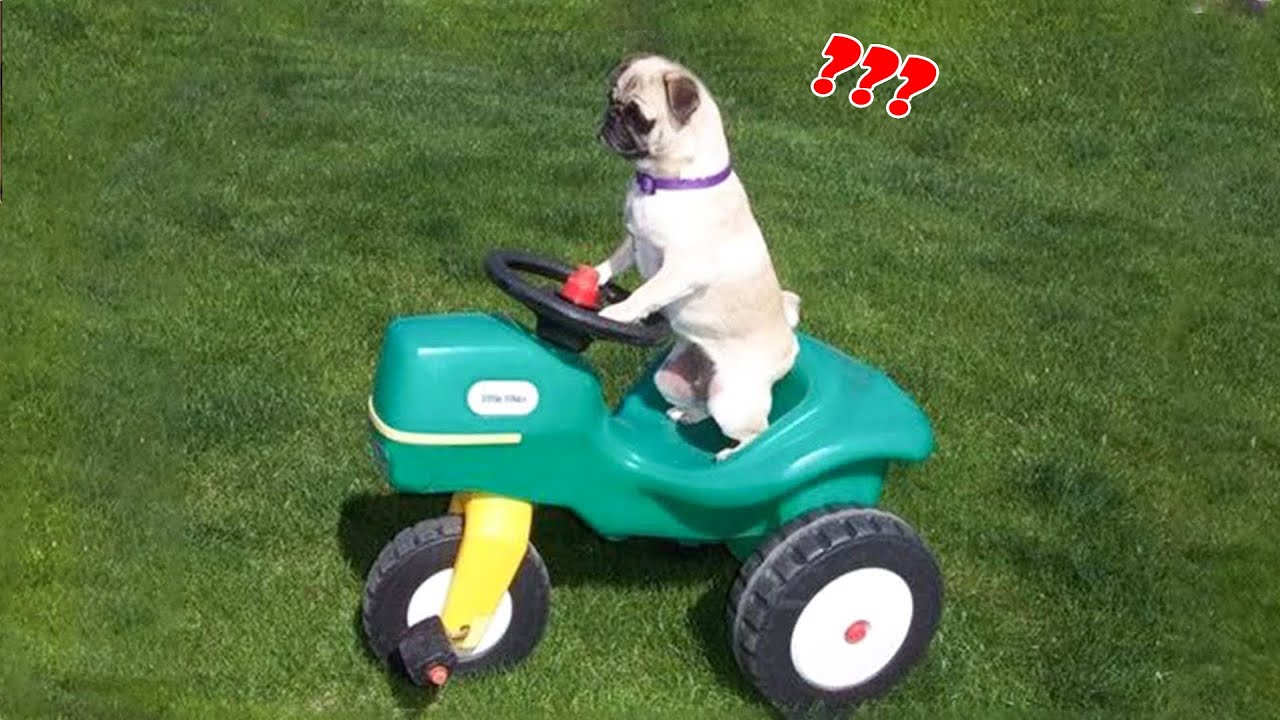 How Stupid Can Your Pets Be? 🤣The Clumsiest Dog & Cat Videos