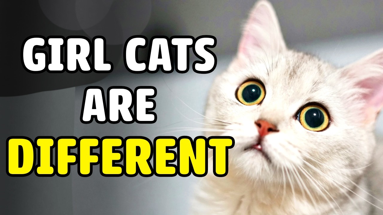 I Bet You Don't Know These Secrets About Female Cats