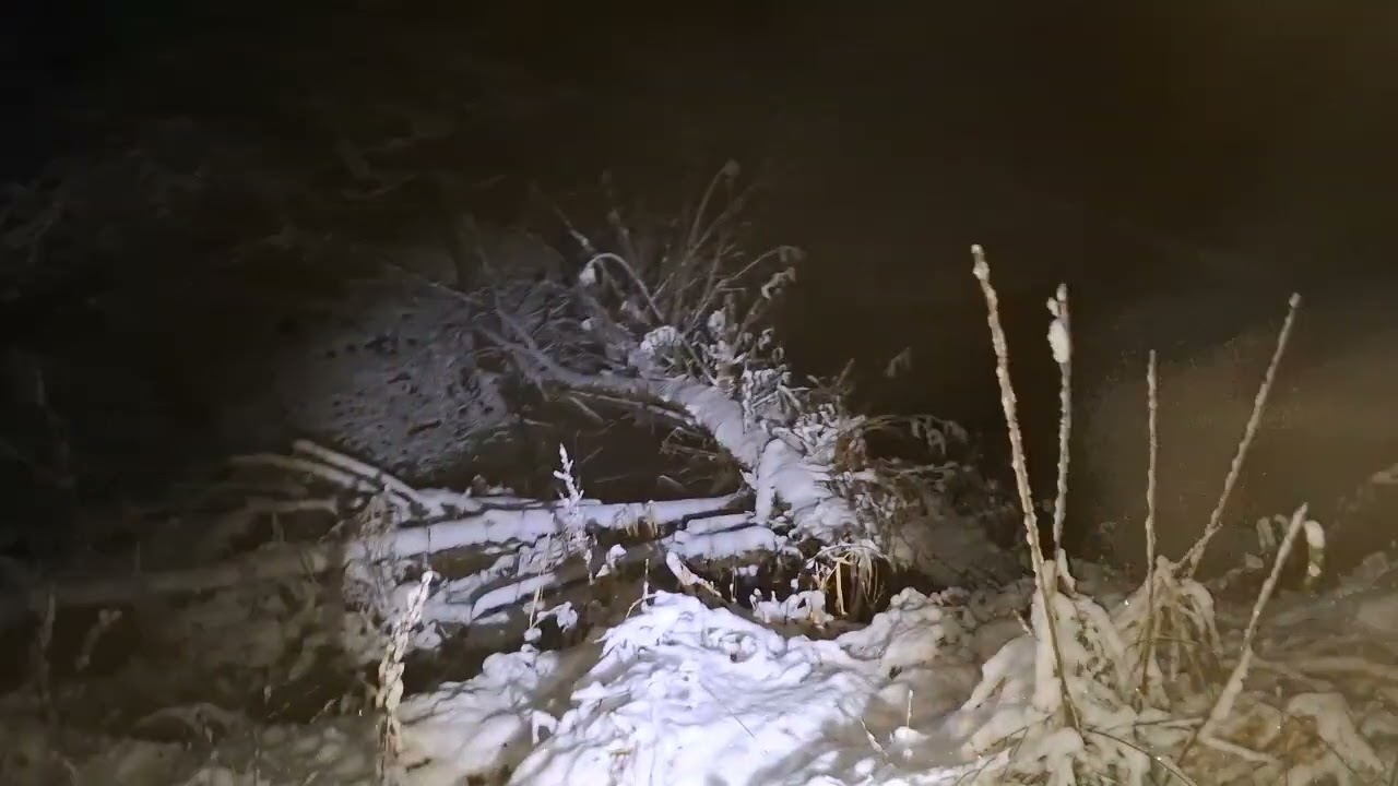 Forêt enneigée la nuit avec Odin 😘🐺