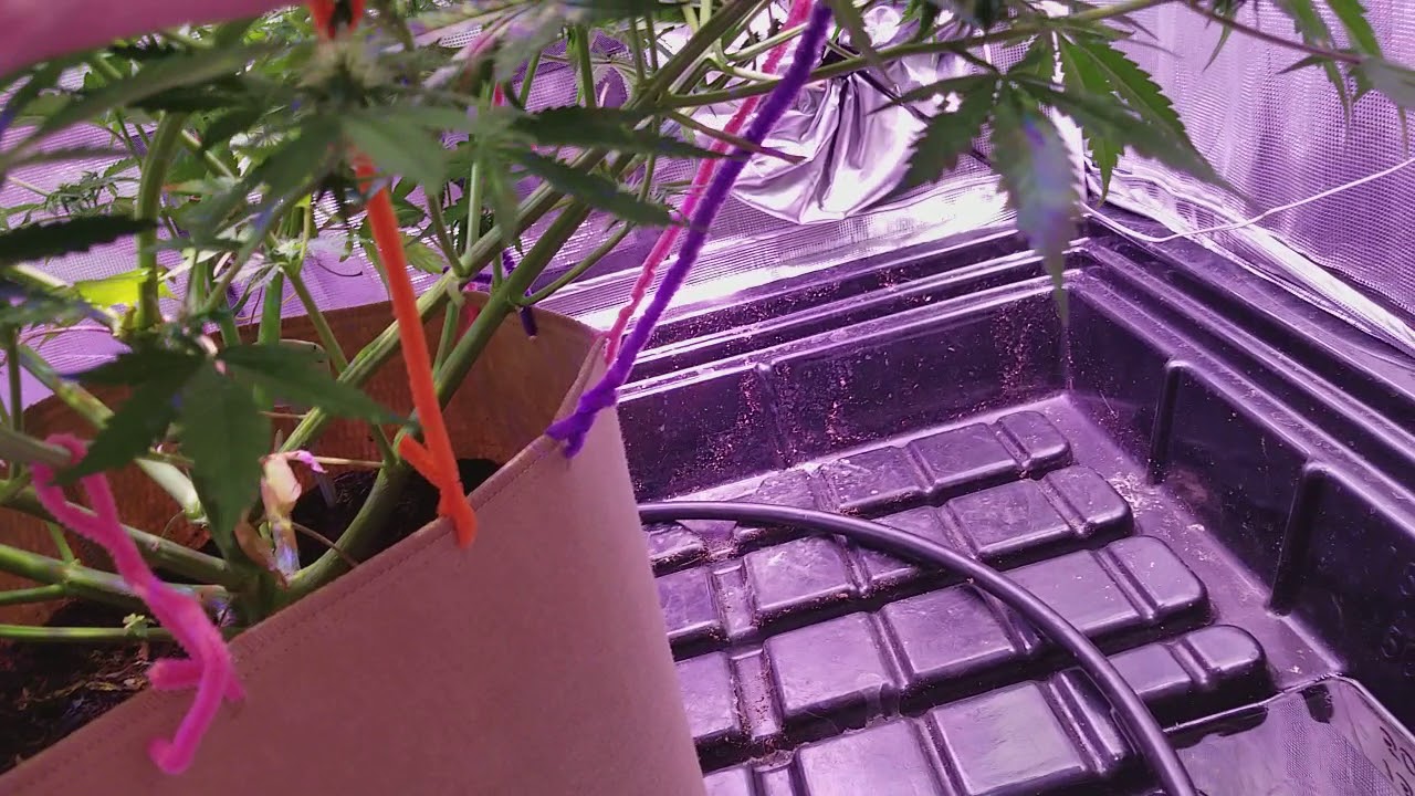 Day 53 autoflower Sensi Skunk Perfect Sun LED