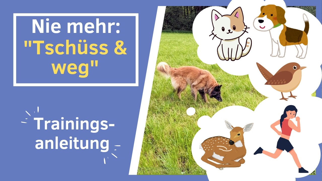 Aufmerksamkeit bei ALLEN Reizen erhalten | Anti Jagd Training Hund | Hundebegegnungen meistern