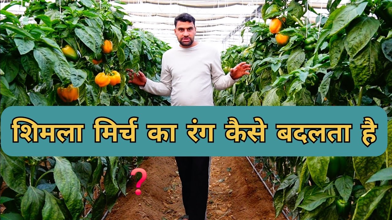 Color capsicum का रंग बदलाव मे क्या है scientific कारण और जल्दी रंग कैसे तैयार करे👌