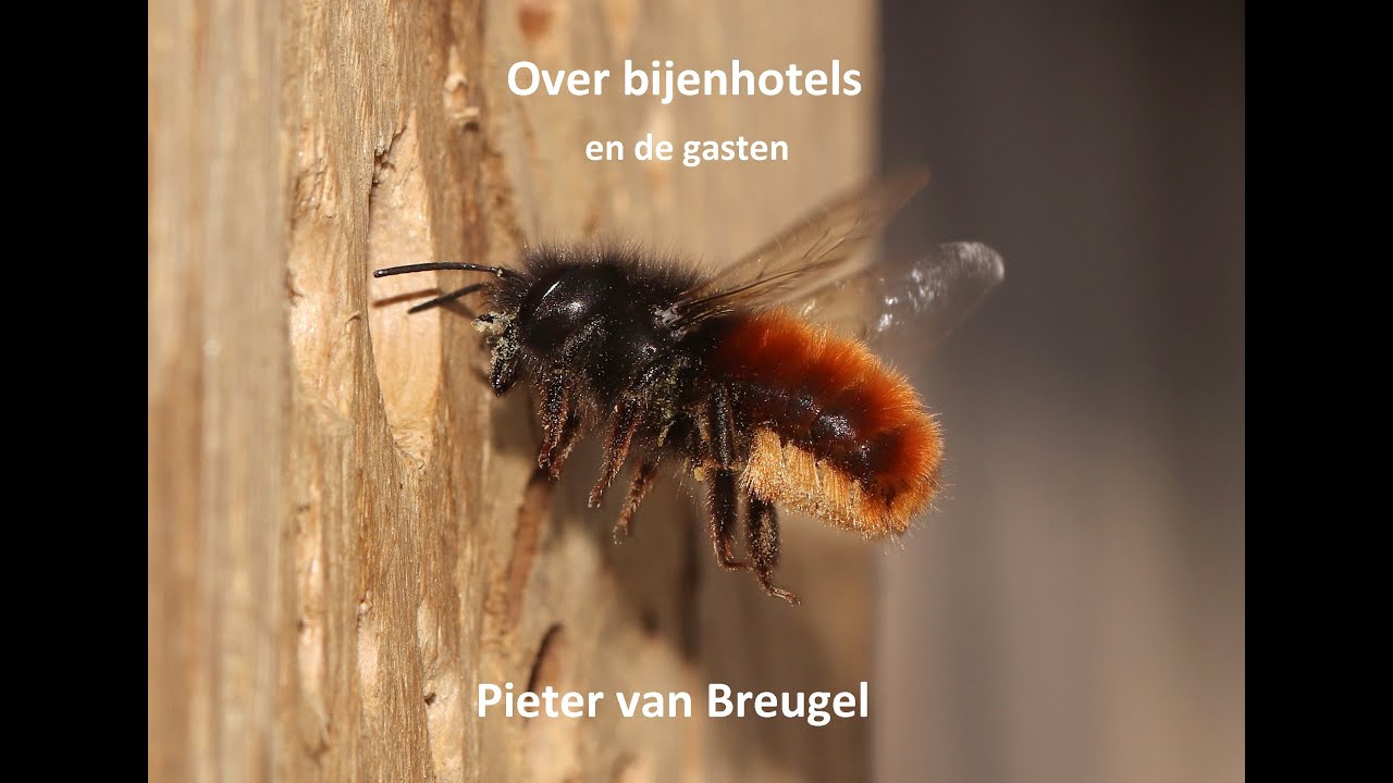Over bijenhotels en de gasten. Lezing door Pieter van Breugel