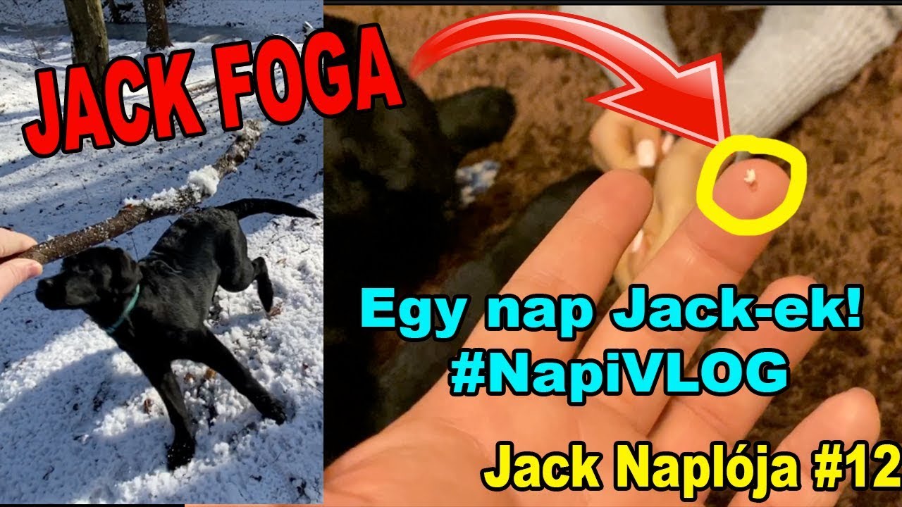 KIESETT JACK FOGA ! 🦷 | EGY NAP JACK-el #NapiVLOG - Jack Naplója 12