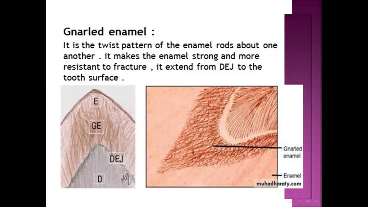 enamel structure
