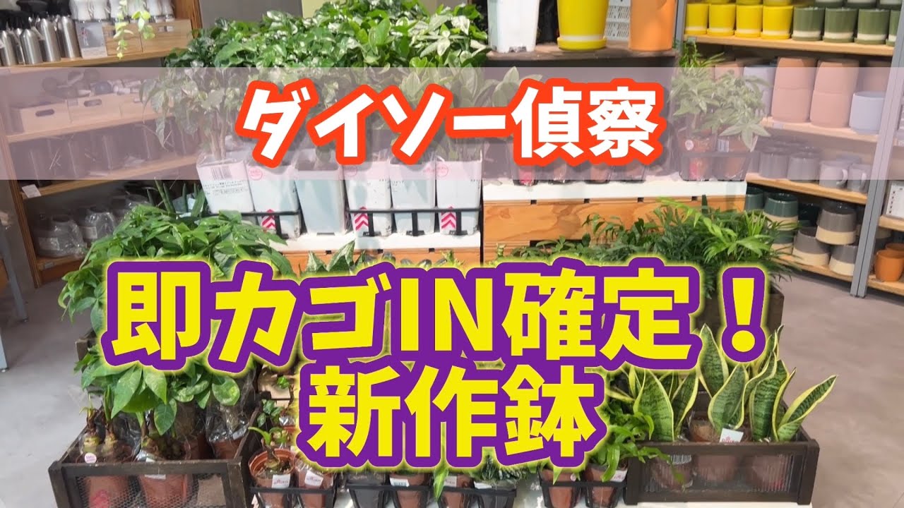 【ダイソー偵察】即カゴIN確定！新作鉢  #ダイソー #daiso #観葉植物 #plants 