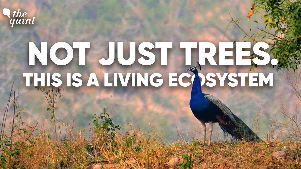 Can Urban Forests Save Delhi’s Future? A Walking Tour of Yamuna Biodiversity Park | The Quint