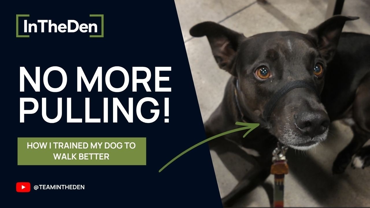 BEST Dog Collar on The Market? - PetSafe Gentle Leader Dog Collar - Product review
