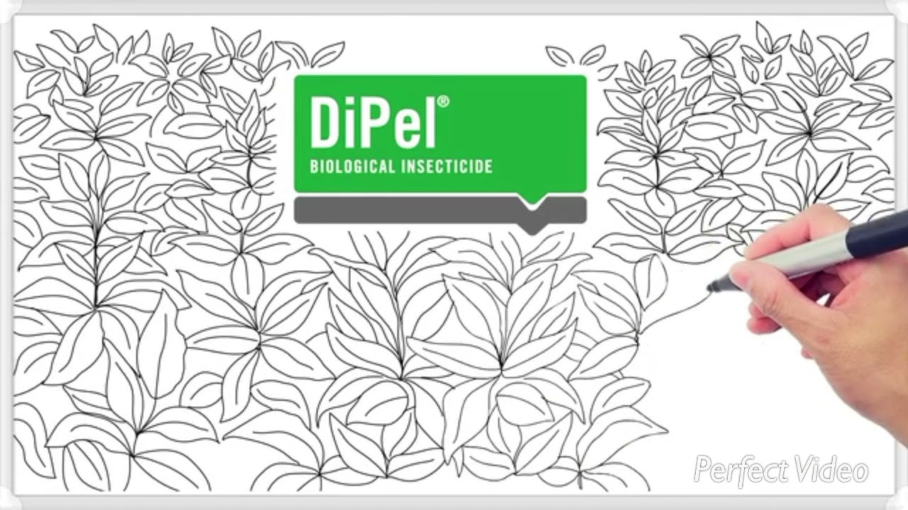 DIPEL - Inseticida biológico.