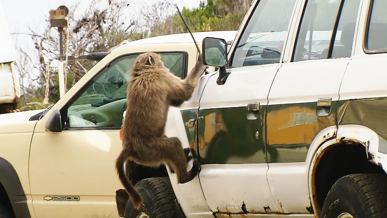 Inside the Lives of Cape Town’s Wildest Residents (4K Documentary)