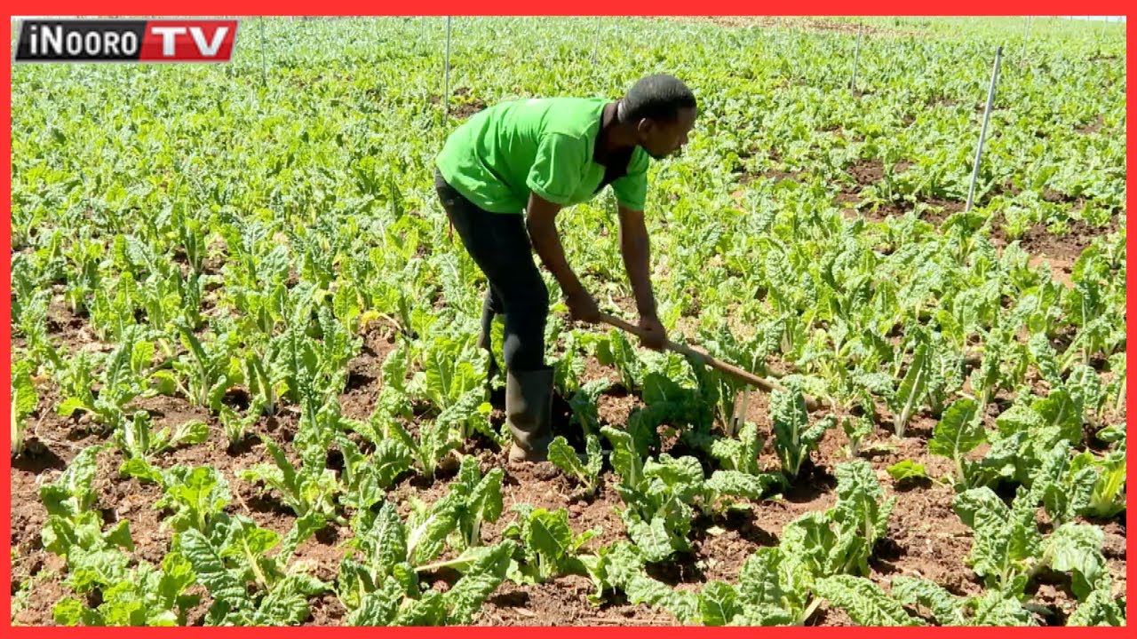 Bernard Njenga nĩ mũrĩmi mũtorania wa mũrimũ wa Celebral Palsy #WatheTiKwĩremwo