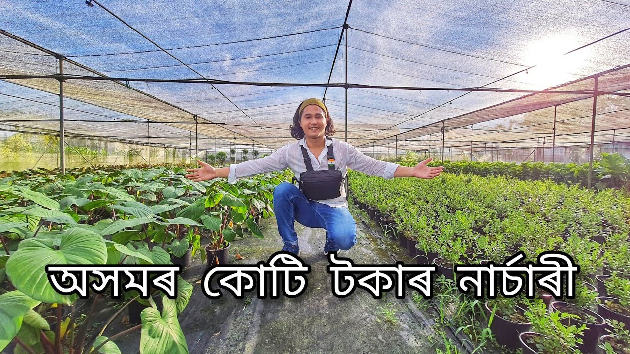 Chroma Hydroponic Nursery, Biggest nursery in upper assam #dibrugarh