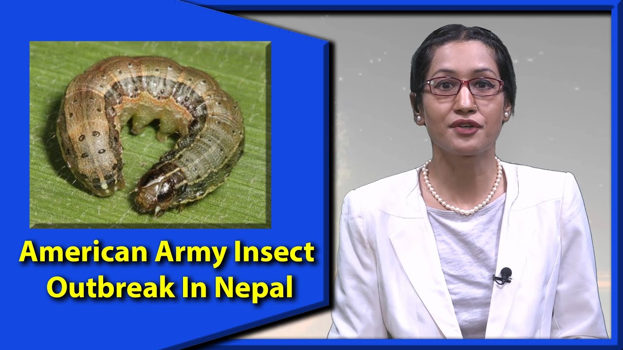 Effects Of American Army Insect Outbreak In Nepal | Agriculture Affairs In Nepal