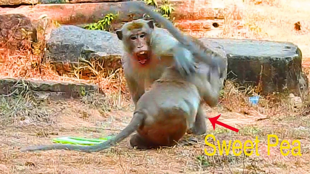 Very  pity Sweet Pea got attack by King Kong and he cry seriously / Monkey Post