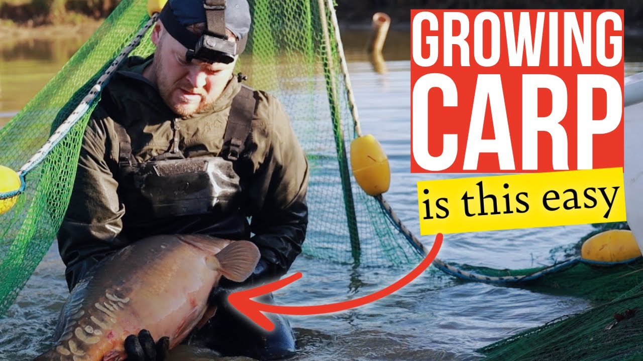 If I can GROW BIG CARP by doing this... ANYONE CAN!