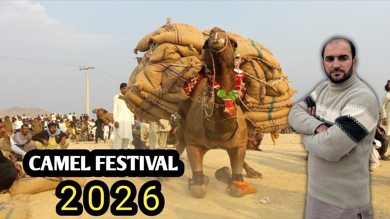 Camel festival 2026 | Kotla Lodhian 