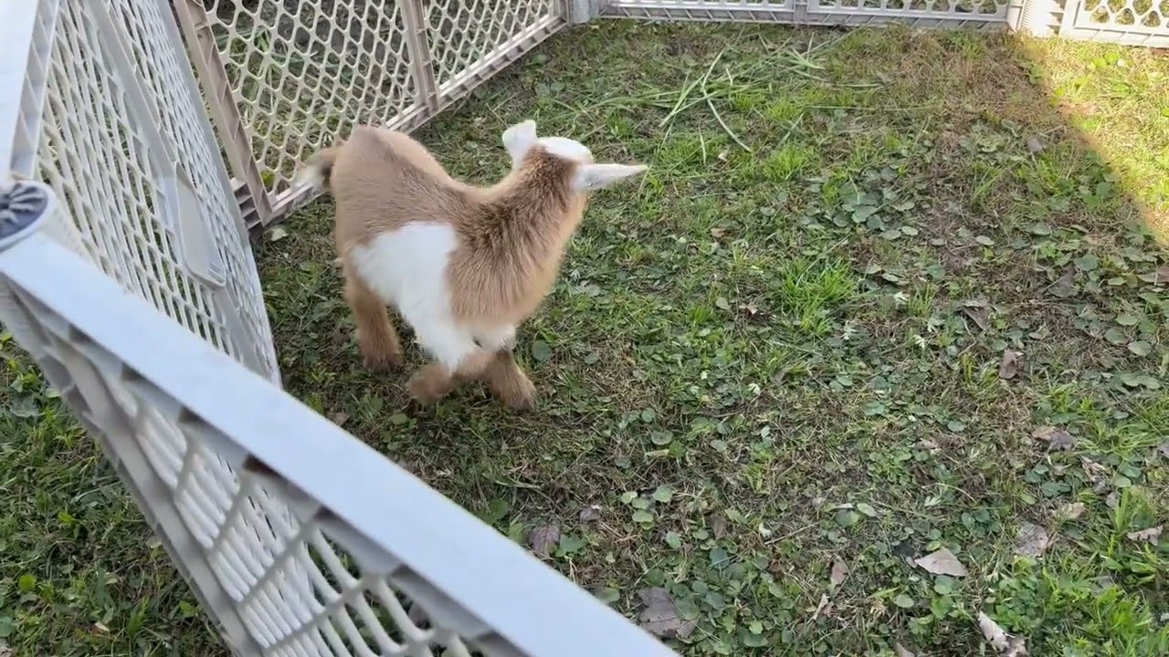 New baby girl on the farm.