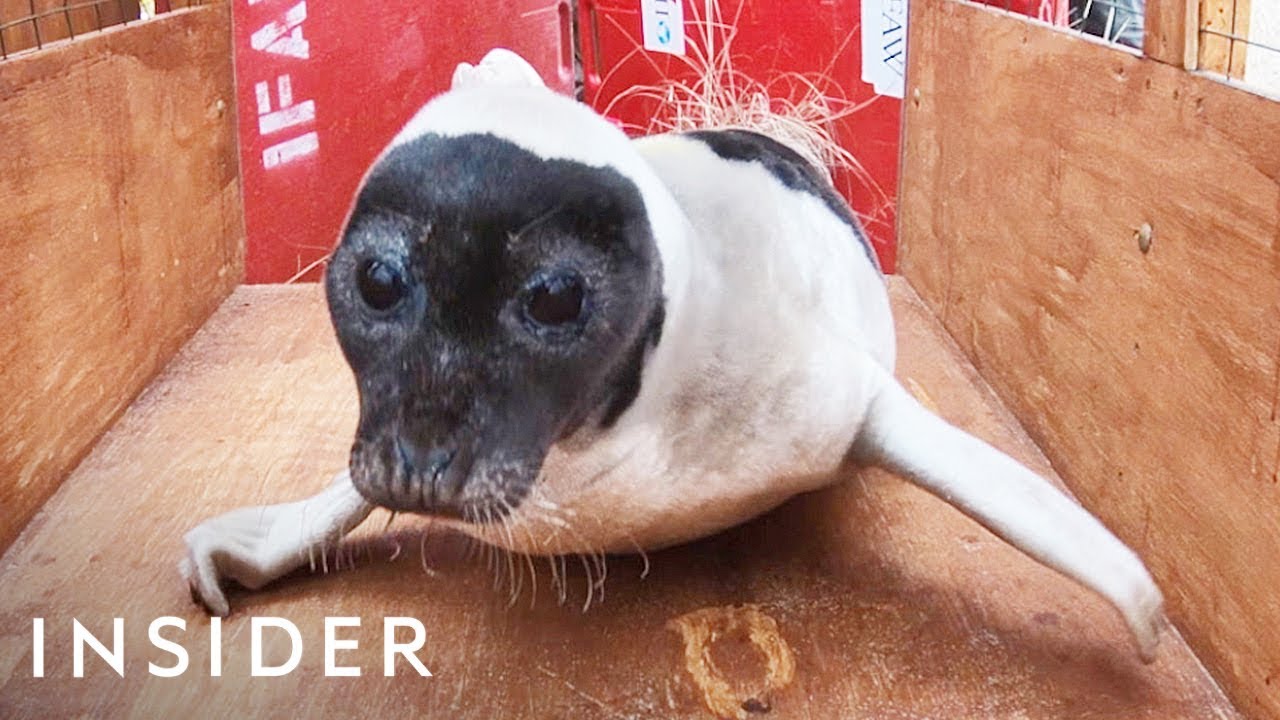 Seal Rescued From A House Backyard In Cape Cod