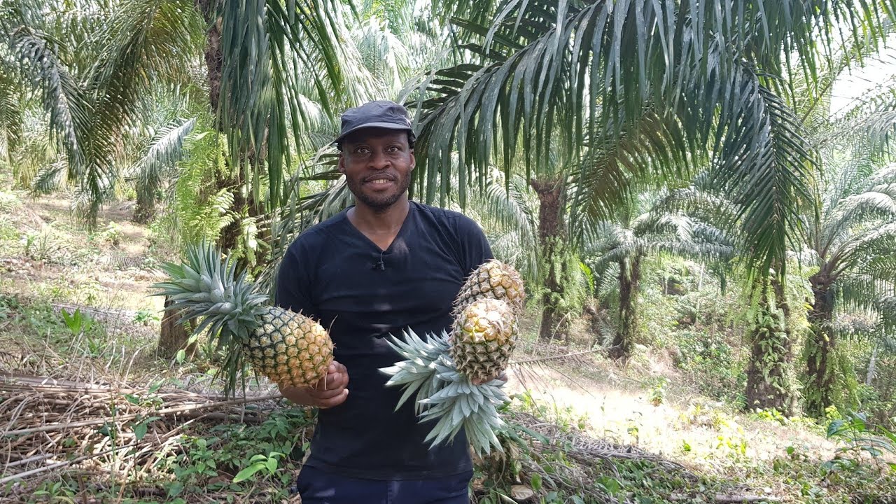 Comment investir en Afrique sur la culture du palmier huile