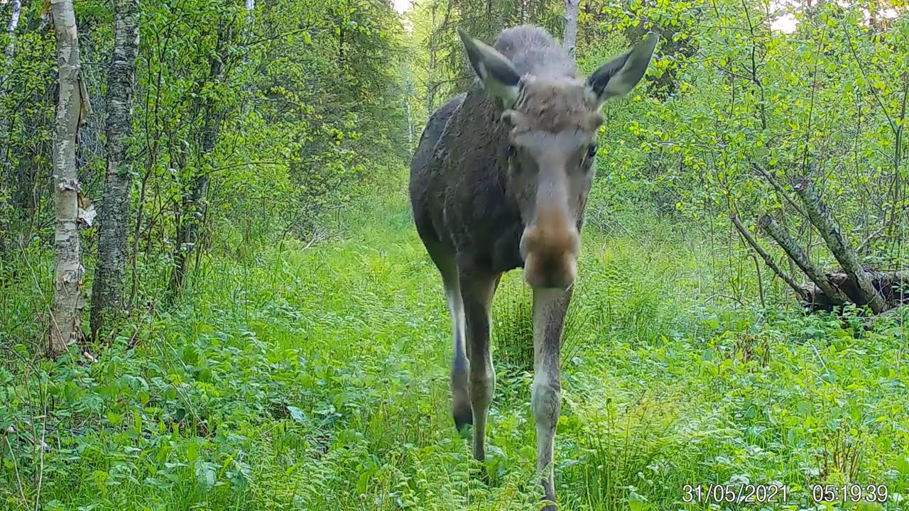 P&otilde;der (Alces alces) &ndash; aasta loom 2025