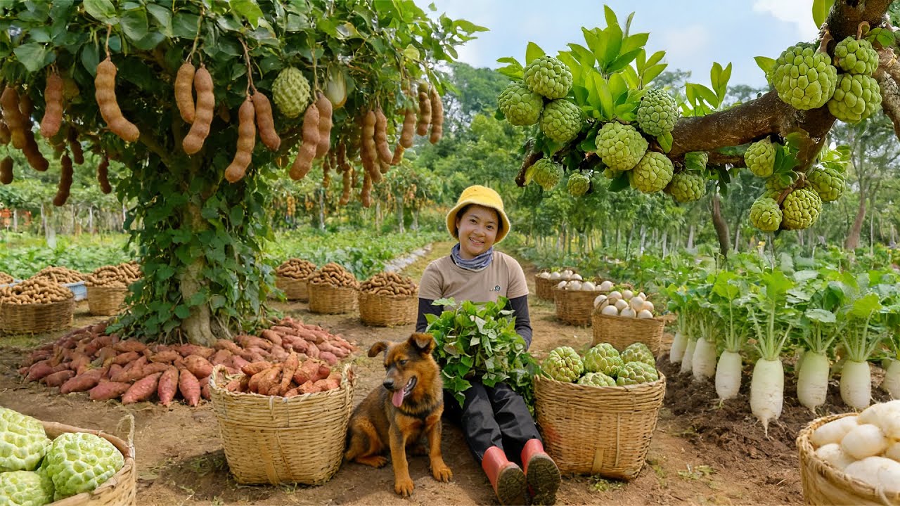Relax With Harvesting Produce: Tamarind, White Radish, Sweet Potatoes, Custard Apple, Horn Chili