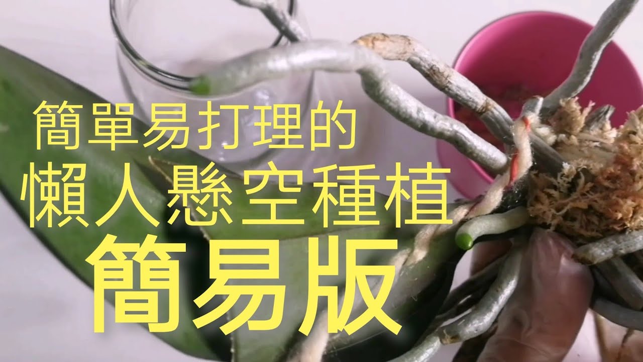 蘭花，簡單易打理的懶人懸空種植法，簡易版操作過程14/4/2020