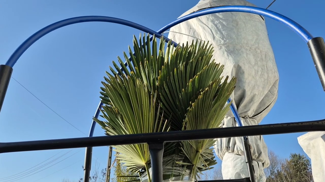Odkrywam palmy, trachycarpus wagnerianus. 