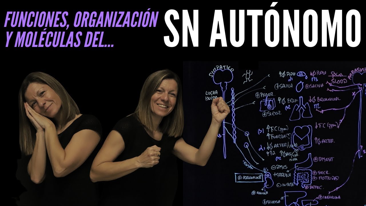 🧠Todo sobre el SISTEMA NERVIOSO AUTÓNOMO: funciones, organización, neurotransmisores y receptores