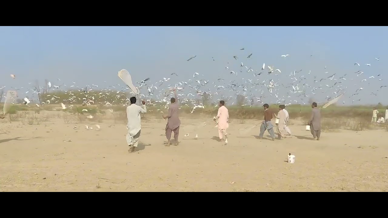 Ek site tavsa Sharif dusri side Dera Ghazi Khan lambi Patti wale kabutaron ka Mukabala 800 kabutar