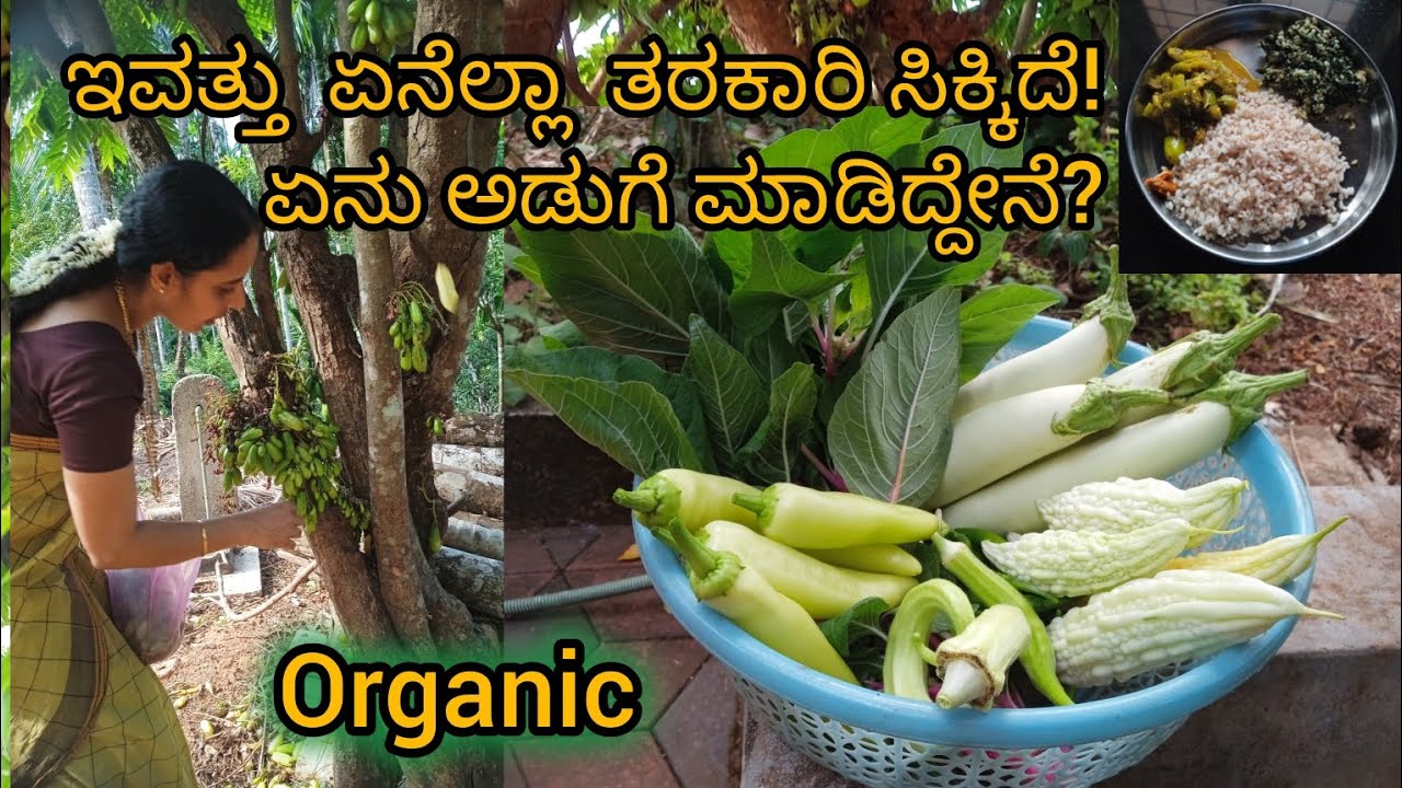 Organic fresh vegetables picking & cooking ಇವತ್ತು ಕೊಯ್ದ ತರಕಾರಿ ಏನೆಲ್ಲಾ ಅಡುಗೆ! @vspcreartionmairkala