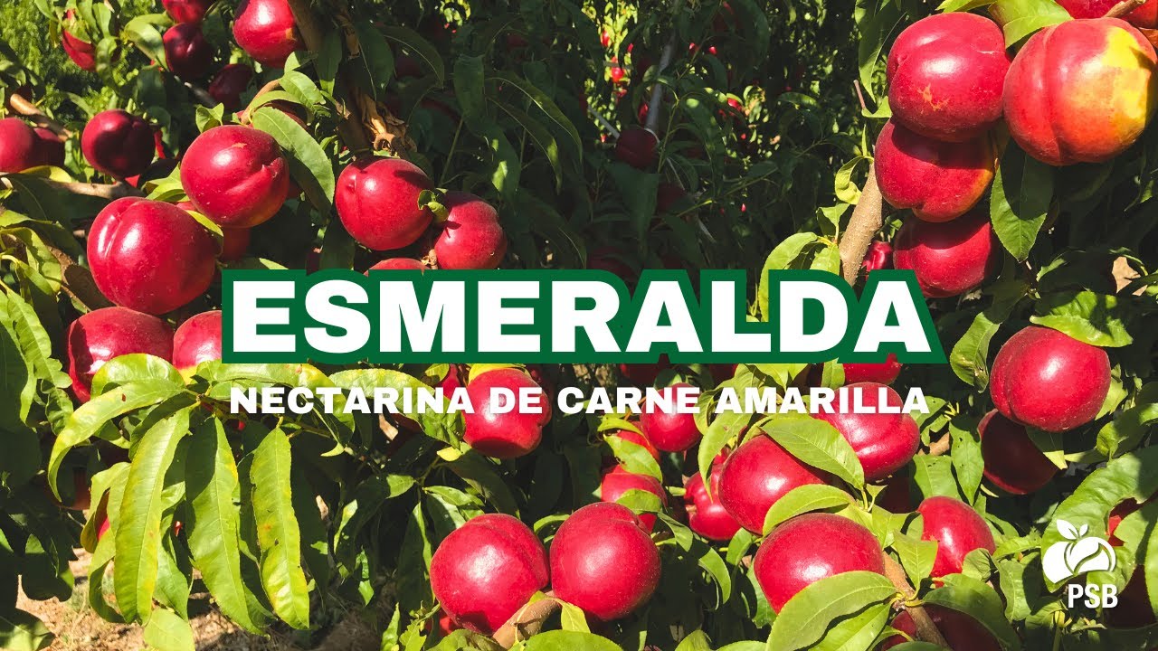 Esmeralda, Lérida – Septiembre 2025 🇪🇸  | 🎬English subtitles 🇬🇧