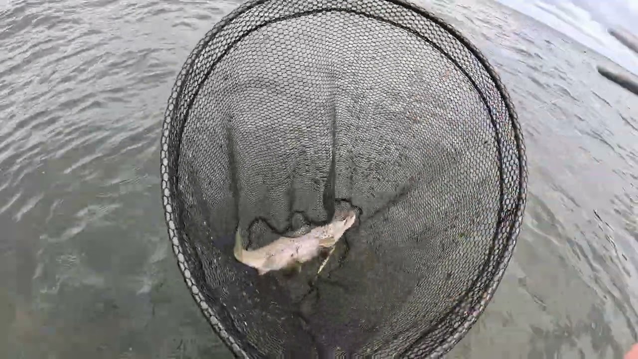 Seatrout adventure day 2