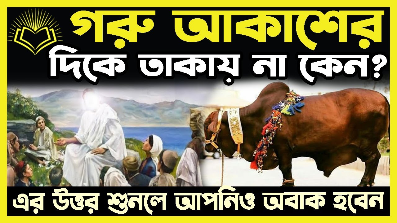 ষাঁড় আকাশের দিকে তাকায় না কেন?