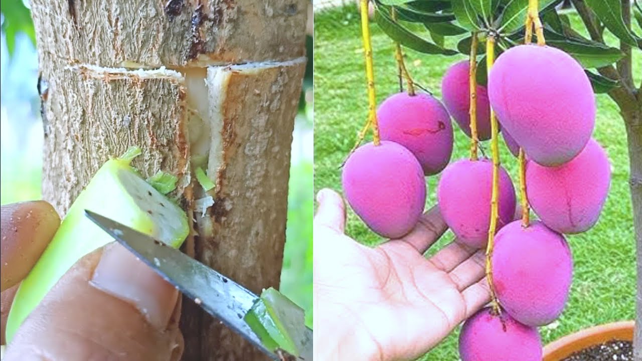 A Unique Trick for Grafting Mango Trees Using Natural Hormones