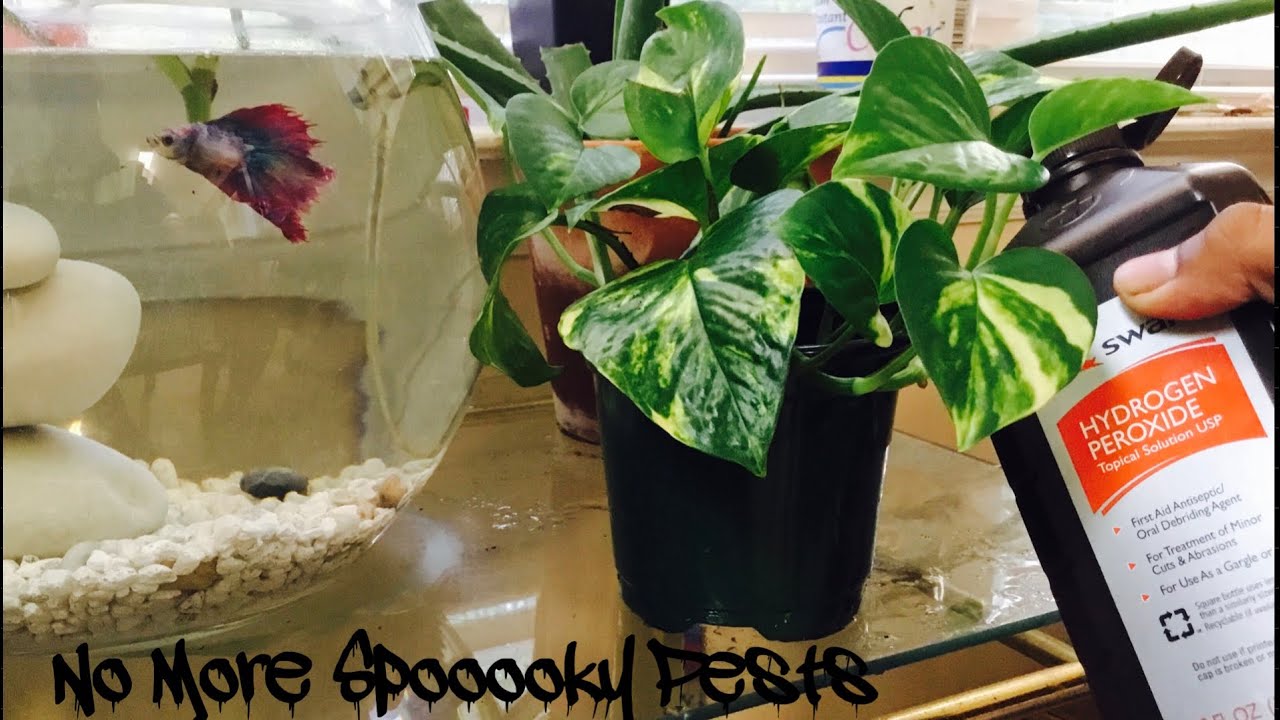 How to treat plants using Hydrogen Peroxide & measurements