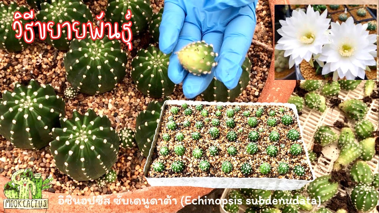 เด็ดหน่อ ปักชำหน่อ วิธีขยายพันธุ์กระบองเพชร Echinopsis subdenudata| MookCactus