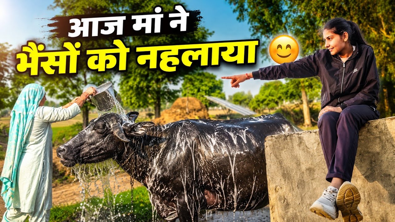 मां ने भैंस को नहलाया 😀